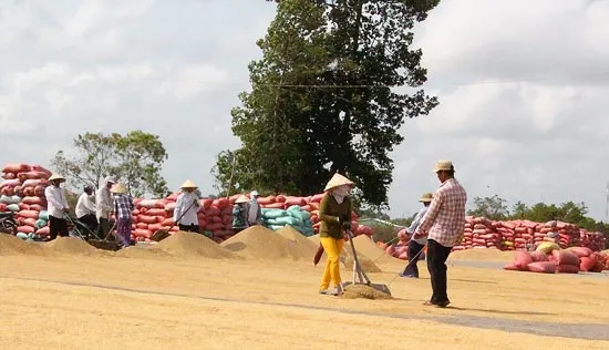 Nông dân lo lắng vì giá lúa thấp, khó tiêu thụ