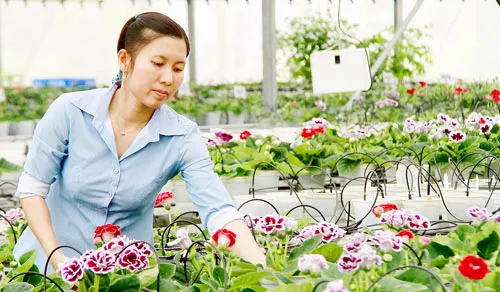 Để tránh lệ thuộc giống lan cấy mô ngoại