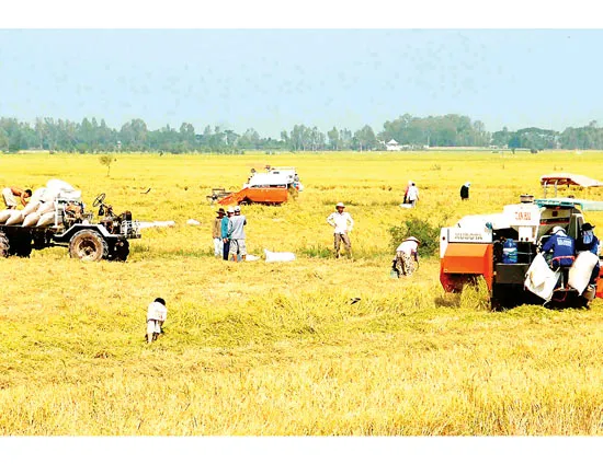 Sản xuất lạc hậu “đè” hạt gạo