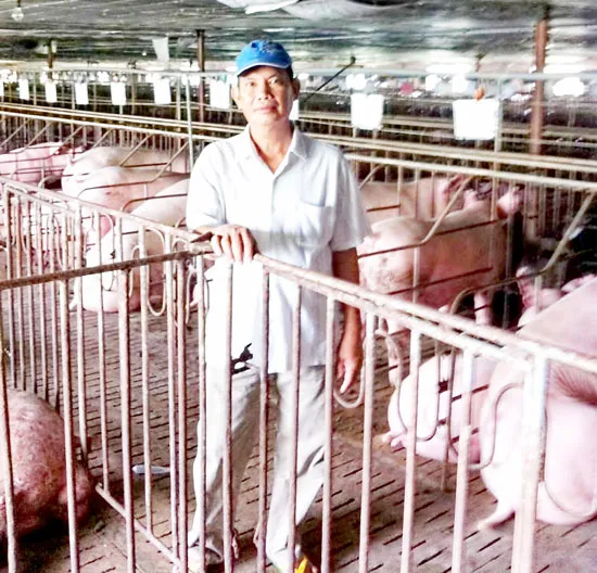 Mô hình nuôi heo giống trang trại hiệu quả cao