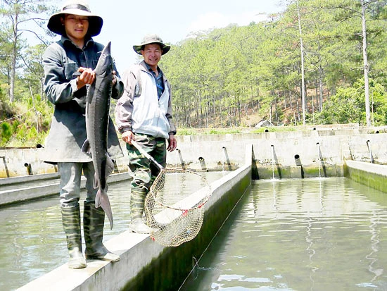 Cá nước lạnh “đóng băng”