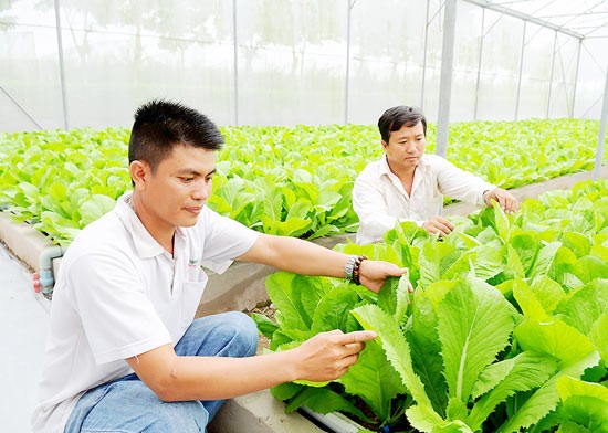Vegetable production at HCMC Hi-Tech Agricultural Park (Photo: SGGP) Vegetable production at HCMC Hi-Tech Agricultural Park (Photo: SGGP)