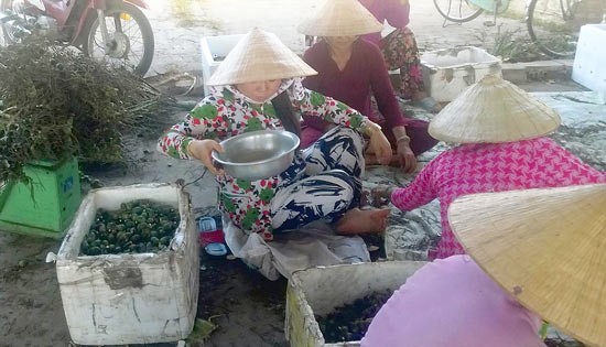 A purchase spot of tender areca nuts in Phong Dien district, Can Tho (Photo: SGGP) A purchase spot of tender areca nuts in Phong Dien district, Can Tho (Photo: SGGP)