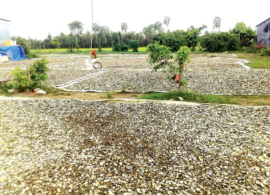 Young orange are dried in Tra On district, Vinh Long to supply Chinese market (Photo: SGGP) Young orange are dried in Tra On district, Vinh Long to supply Chinese market (Photo: SGGP)