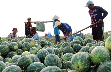 Watermelon harvest in Soc Trang Province. The risks farmers face from vagaries of weather and the marketplace will be discussed by the upcoming National Assembly session. — VNA/VNS Photo Chanh Da Watermelon harvest in Soc Trang Province. The risks farmers face from vagaries of weather and the marketplace will be discussed by the upcoming National Assembly session. — VNA/VNS Photo Chanh Da