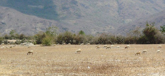 Thousands of cattle are threatened due to water and food shortage. (Photo:SGGP) Thousands of cattle are threatened due to water and food shortage. (Photo:SGGP)