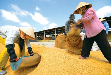 Agricultural exports had increased strongly in recent years to more than US$30 billion last year. — Photo vietq Agricultural exports had increased strongly in recent years to more than US$30 billion last year. — Photo vietq
