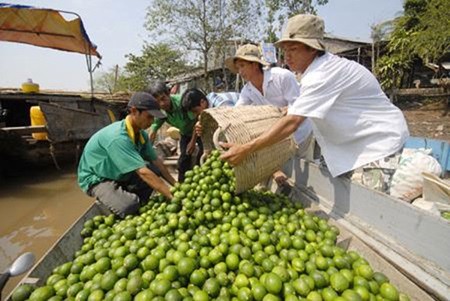 Workers from the Thanh Phuoc Agricultural Co-operative in the Mekong Delta province of Hau Giang transport seedless limes to sell at the wholesale market. — Photo nld.com.vn Workers from the Thanh Phuoc Agricultural Co-operative in the Mekong Delta province of Hau Giang transport seedless limes to sell at the wholesale market. — Photo nld.com.vn
