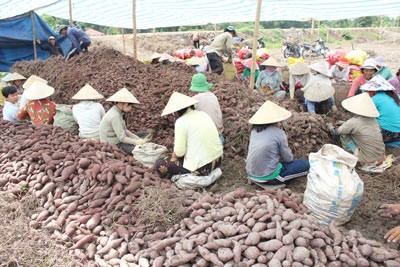 Farmers in the Mekong delta province of Vinh Long grow sweet potatoes year-round leading to exceeding supply; as a result, the price of farm produce decreases (PHoto: SGGP) Farmers in the Mekong delta province of Vinh Long grow sweet potatoes year-round leading to exceeding supply; as a result, the price of farm produce decreases (PHoto: SGGP)