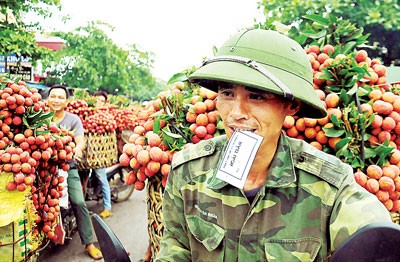 Workers transport Thieu litchi to consume in Bac Giang province (Photo: SGGP) Workers transport Thieu litchi to consume in Bac Giang province (Photo: SGGP)