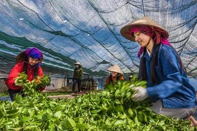 Tea drying by Ho Le Hoang Vu Following mother for working by Vo Van Hoang