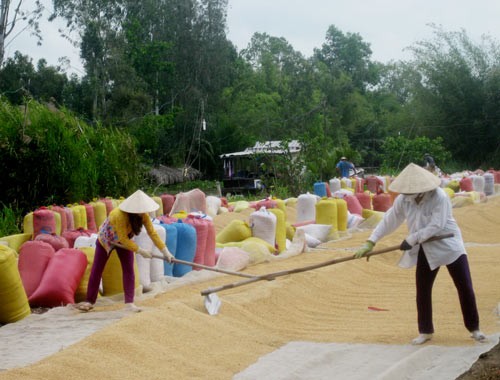 Many traders have temporarily stopped rice purchase in the Mekong Delta due to export difficulties (Photo: SGGP) Many traders have temporarily stopped rice purchase in the Mekong Delta due to export difficulties (Photo: SGGP)