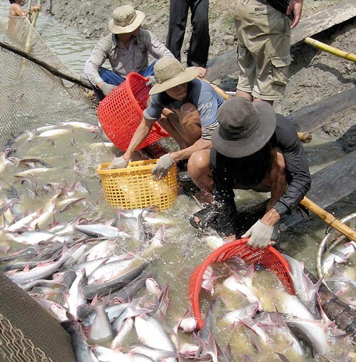 Tra fish exports wait for a recovery from Russian and EU markets (Photo: SGGP) Tra fish exports wait for a recovery from Russian and EU markets (Photo: SGGP)