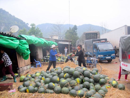 Watermelons lie unsold in Tan Thanh Border Gate (Photo: SGGP) Watermelons lie unsold in Tan Thanh Border Gate (Photo: SGGP)