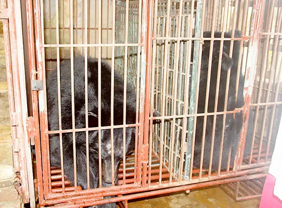 Gấu nuôi “vỡ mật”
