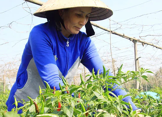 Miền Trung: Chống hạn từ rừng xuống... ruộng