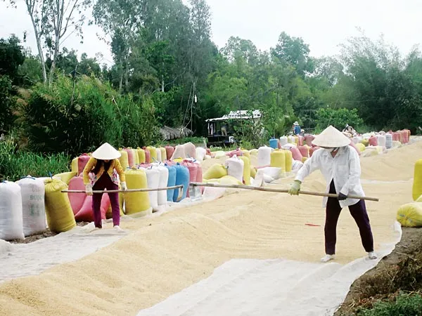 ĐBSCL: Lúa hè thu lãi từ 10 - 15 triệu đồng/ha