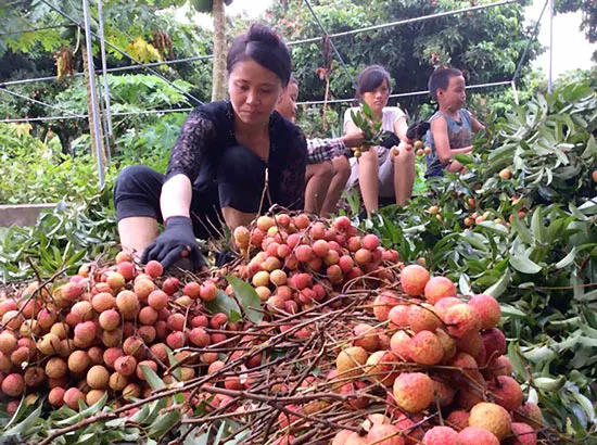 Mùa hái vải thuê