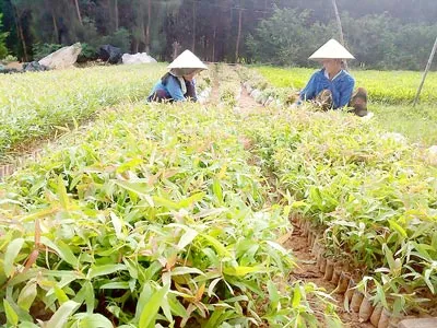 Làm giàu từ sản xuất cây giống