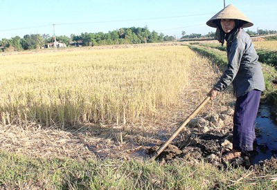 Hot weather affects cultivators' planting. (Photo: SGGP) Hot weather affects cultivators' planting. (Photo: SGGP)