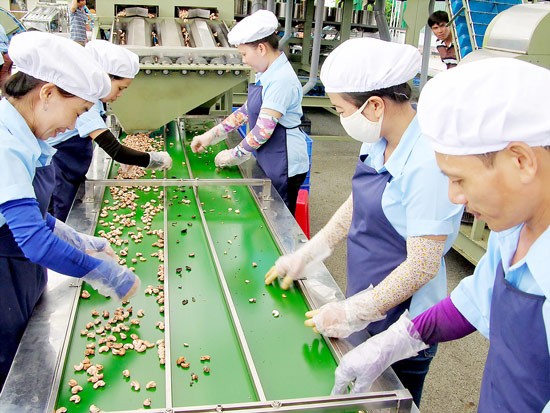 Workers process cashew nuts at a plant in Binh Duong Province. (Photo: SGGP) Workers process cashew nuts at a plant in Binh Duong Province. (Photo: SGGP)