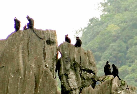 Langurs in the Thiet Son Mountains (Photo: SGGP) Langurs in the Thiet Son Mountains (Photo: SGGP)