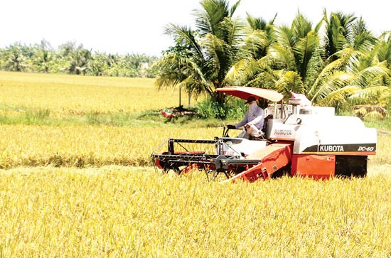 Farmers harvest summer autumn rice in the Mekong Delta (Photo: SGGP) Farmers harvest summer autumn rice in the Mekong Delta (Photo: SGGP)