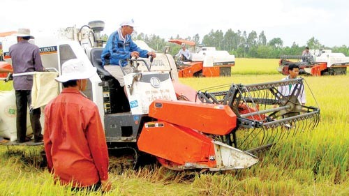 Rice production has been partly mechanized in the Mekong Delta (Photo: SGGP) Rice production has been partly mechanized in the Mekong Delta (Photo: SGGP)