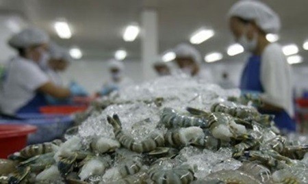 Local workers in the southern provice of Ca Mau process shrimp for export. Shrimp exports to the UK reached $9.4 million in May, double the figure from the previous month. — Photo vovworld Local workers in the southern provice of Ca Mau process shrimp for export. Shrimp exports to the UK reached $9.4 million in May, double the figure from the previous month. — Photo vovworld