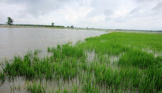 Flooded rice fields in Binh Thuan (Photo: SGGP) Flooded rice fields in Binh Thuan (Photo: SGGP)