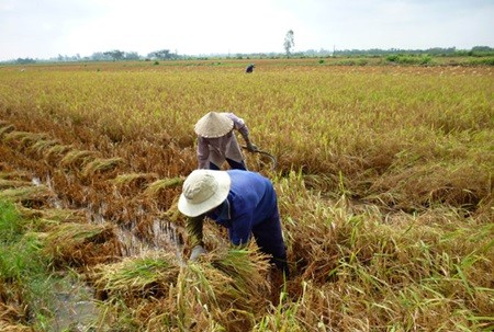 Farmers harvest rice in My Trung Village in Ben Tre Province. The villagers have built an embankment to prevent further inundation of the rice fields. — VNA/VNS Photo Tran Thi Thu Hien Farmers harvest rice in My Trung Village in Ben Tre Province. The villagers have built an embankment to prevent further inundation of the rice fields. — VNA/VNS Photo Tran Thi Thu Hien