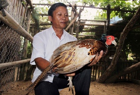 Tran Van Chuc poses with a pheasant in his farm in central Quang Nam Province's Duy Thu Commune. — VNS Photo Do Truong Tran Van Chuc poses with a pheasant in his farm in central Quang Nam Province's Duy Thu Commune. — VNS Photo Do Truong