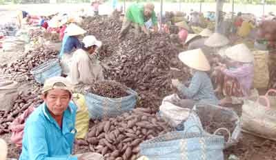 Farmers collect sweet potatoes. (Photo: SGGP) Farmers collect sweet potatoes. (Photo: SGGP)