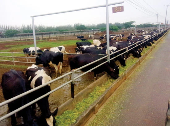 Trang trại bò lớn nhất Đông Nam Á