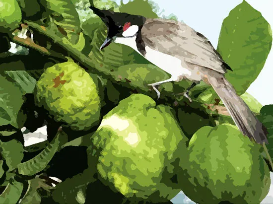 Bầy chào mào lưu lạc