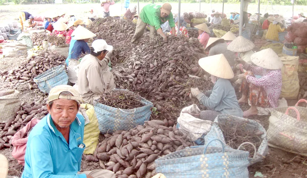 Thừa khoai lang xuất khẩu
