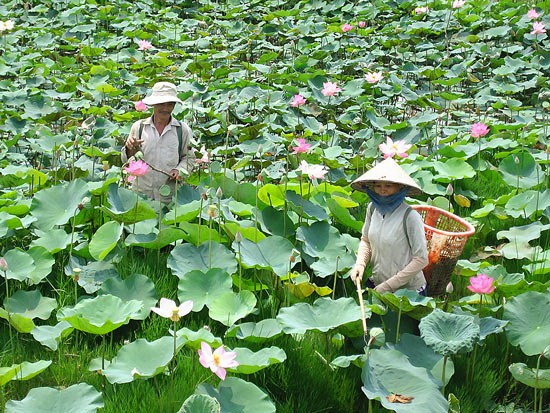 Farmers in Dong Thap Province grow lotus on rice fields. (Photo: SGGP) Farmers in Dong Thap Province grow lotus on rice fields. (Photo: SGGP)