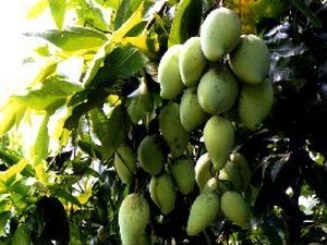 Hoa Loc sweet mango in the Mekong Delta (Photo: VNA) Hoa Loc sweet mango in the Mekong Delta (Photo: VNA)