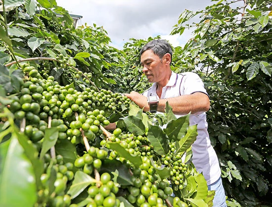 Cà phê arabica Đà Lạt “trình làng” thế giới