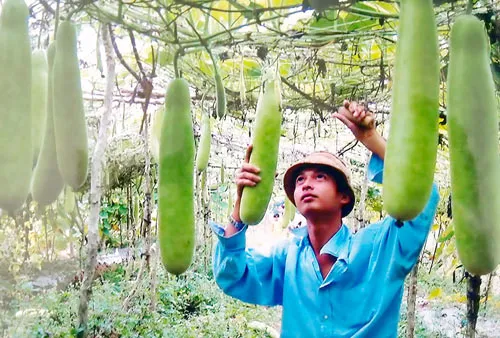 Sức sống Cù Lao Dung