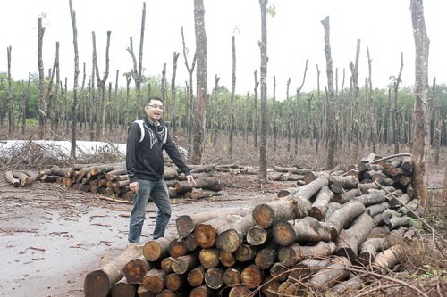 Rubber trees have become pepper poles. (Photo: SGGP) Rubber trees have become pepper poles. (Photo: SGGP)
