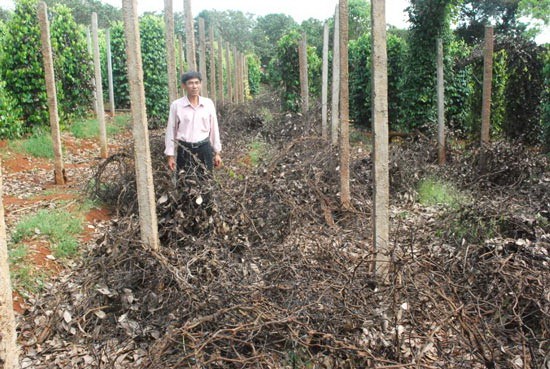Pepper plants of a farmer in Ia Grai District in Gia Lai Province are dead because of diseases. (Photo: SGGP) Pepper plants of a farmer in Ia Grai District in Gia Lai Province are dead because of diseases. (Photo: SGGP)