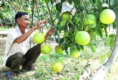 Phuc Trach grapefruits (Photo: SGGP) Phuc Trach grapefruits (Photo: SGGP)