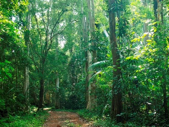 The Cat Tien National Park (Source: Internet) The Cat Tien National Park (Source: Internet)