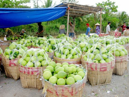 Farmers gather Nam Roi pomelos in My Hoa Commune in Vinh Long Province's Binh Minh Town before sending to other provinces for consumption. (Photo: SGGP) Farmers gather Nam Roi pomelos in My Hoa Commune in Vinh Long Province's Binh Minh Town before sending to other provinces for consumption. (Photo: SGGP)