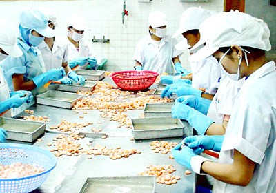 A tiger prawn processing plant in the Mekong Delta (Photo: SGGP) A tiger prawn processing plant in the Mekong Delta (Photo: SGGP)