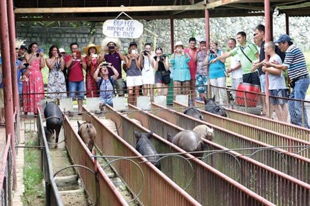 Tourists watch a pig race at the Yang Bay tourist park in Khanh Hoa province. —VNA/VNS Photo Tran Le Lam Tourists watch a pig race at the Yang Bay tourist park in Khanh Hoa province. —VNA/VNS Photo Tran Le Lam