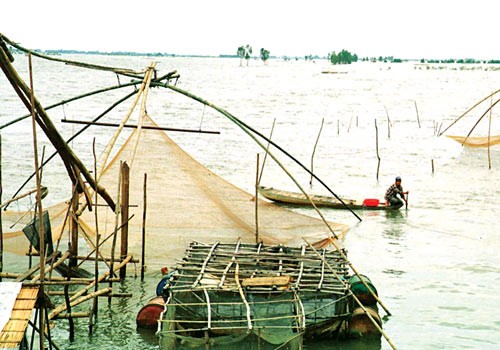 Seafood breeding in the Mekong Delta (Photo: SGGP) Seafood breeding in the Mekong Delta (Photo: SGGP)