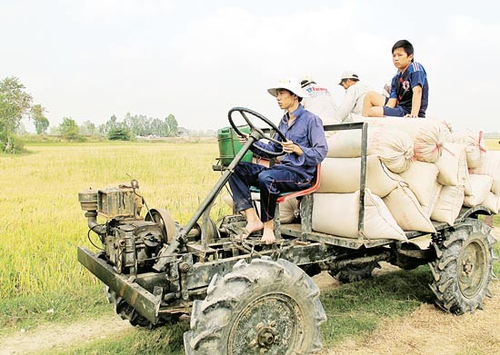 Farmers transport harvested rice home in An Giang province (Photo: SGGP) Farmers transport harvested rice home in An Giang province (Photo: SGGP)