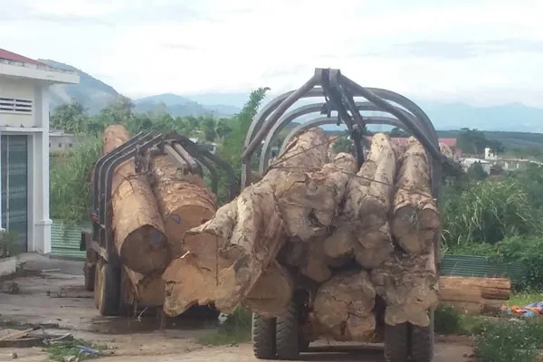 Bắt giữ gỗ nhập lậu